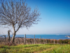 O1-15-Ancarano-albero-vigneti-splendido-mare-Ankaran-drevo-vinogradi-in-prekrasno-morje